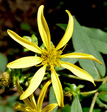 image of Silphium dentatum, Starry Rosinweed