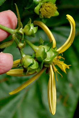 Silphium dentatum, Starry Rosinweed