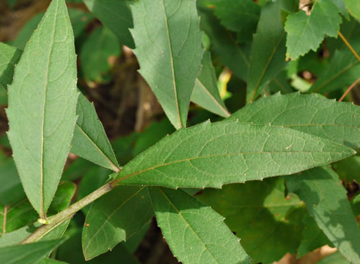 image of Silphium dentatum, Starry Rosinweed