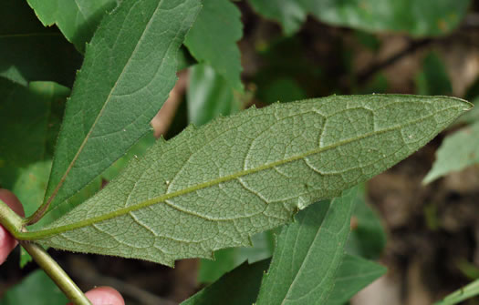 image of Silphium dentatum, Starry Rosinweed