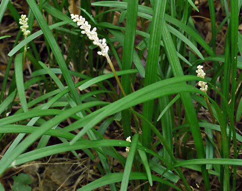 image of Liriope spicata, Creeping Lily-turf, Liriope