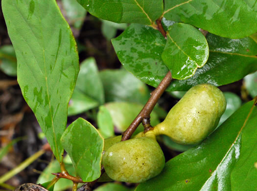 image of Asimina parviflora, Small-flowered Pawpaw, Small-fruited Pawpaw, Dwarf Pawpaw