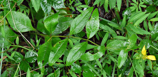 image of Silphium dentatum, Starry Rosinweed