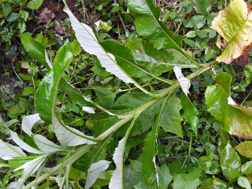 image of Erechtites hieraciifolius, Fireweed, American Burnweed, Pilewort