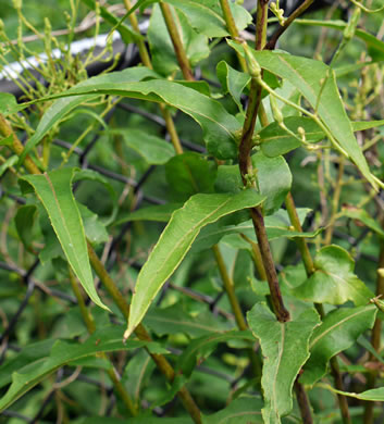 image of Lactuca canadensis, American Wild Lettuce, Canada Lettuce