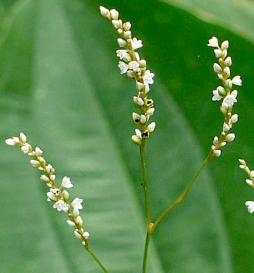 image of Persicaria setacea, Swamp Smartweed, Bog Smartweed