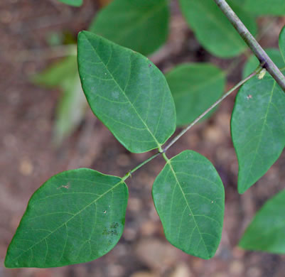 image of Desmodium laevigatum, Smooth Tick-trefoil