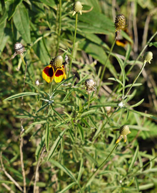 image of Ratibida columnifera, Mexican Hat, Columnar Prairie Coneflower, Upright Coneflower, Long-headed Coneflower