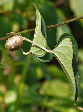 image of Dioscorea polystachya, Cinnamon Vine, Chinese Yam