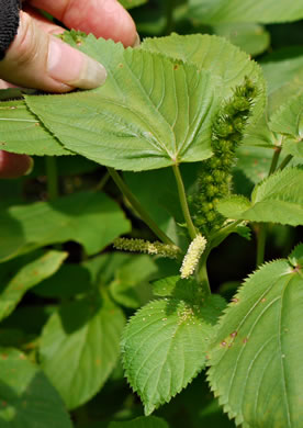 image of Acalypha ostryifolia, Pineland Threeseed Mercury, Hophornbeam Copperleaf, Roughpod Copperleaf