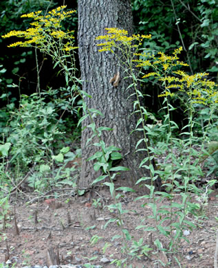 image of Solidago odora, Licorice Goldenrod, Sweet Goldenrod, Anise Goldenrod, Anise-scented Goldenrod