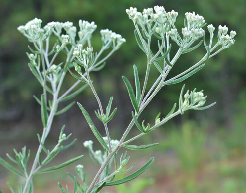 image of Eupatorium torreyanum, Torrey's Thoroughwort, Torrey's Eupatorium