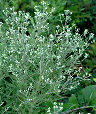 image of Eupatorium torreyanum, Torrey's Thoroughwort, Torrey's Eupatorium