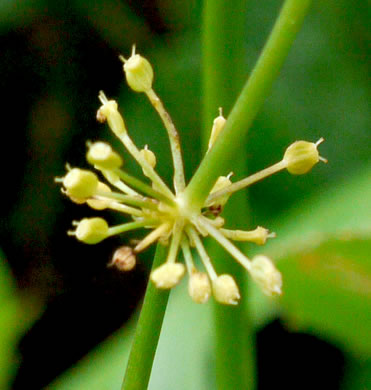 image of Hydrocotyle tribotrys, Whorled Marsh-pennywort, Water-pennywort