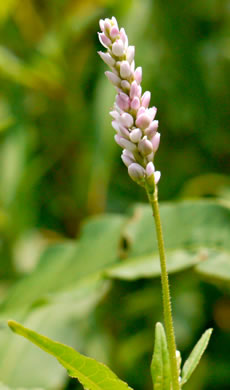 image of Persicaria pensylvanica, Pennsylvania Smartweed, Pinkweed, Common Smartweed