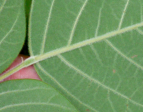 image of Desmodium viridiflorum, Velvety Tick-trefoil, Velvety Tick-clover