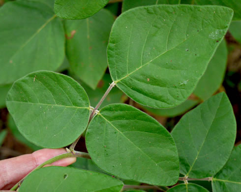 image of Desmodium viridiflorum, Velvety Tick-trefoil, Velvety Tick-clover