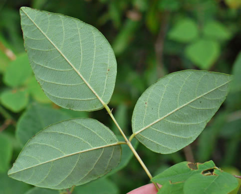 image of Desmodium laevigatum, Smooth Tick-trefoil