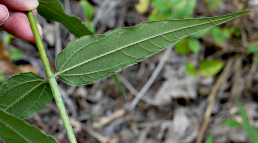 image of Helianthus hirsutus, Hairy Sunflower, Rough Sunflower