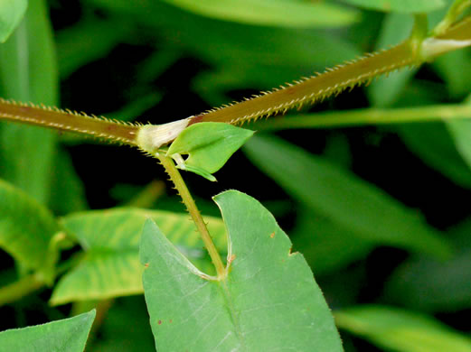 image of Persicaria sagittata, Arrowleaf Tearthumb, Arrowvine, Scratch-grass