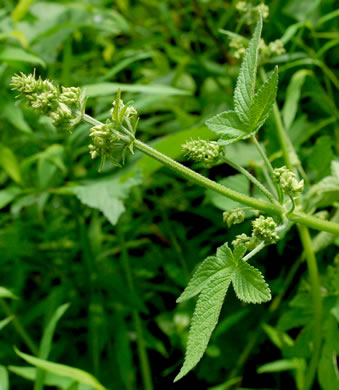 image of Humulus scandens, Japanese Hops