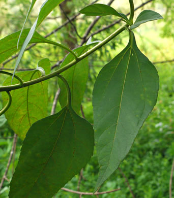 image of Helianthus tuberosus, Jerusalem Artichoke