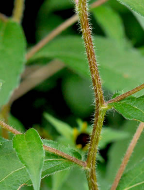 image of Rudbeckia triloba var. triloba, Common Three-lobed Coneflower, Brown-eyed Susan, Thin-Leaved Coneflower