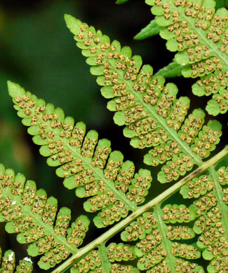 image of Macrothelypteris torresiana, Mariana Maiden-fern, Swordfern, False Maiden-fern