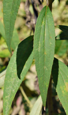 image of Solidago gigantea, Smooth Goldenrod, Late Goldenrod, Giant Goldenrod