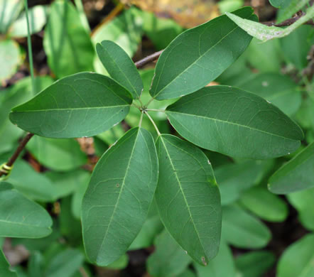 image of Akebia quinata, Five-leaf Akebia, Chocolate-vine