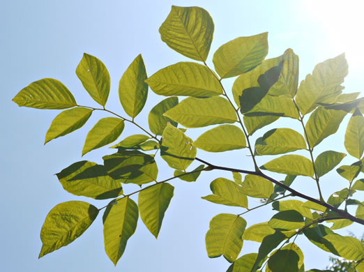 image of Cladrastis kentukea, Kentucky Yellowwood, Gopherwood