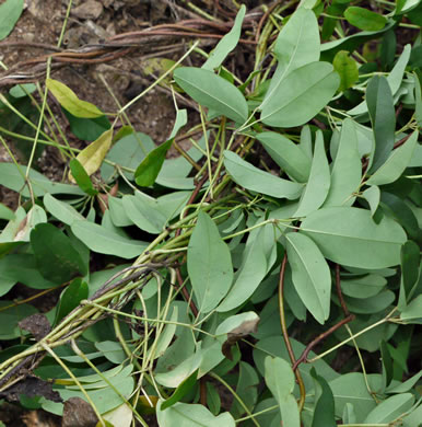 image of Akebia quinata, Five-leaf Akebia, Chocolate-vine