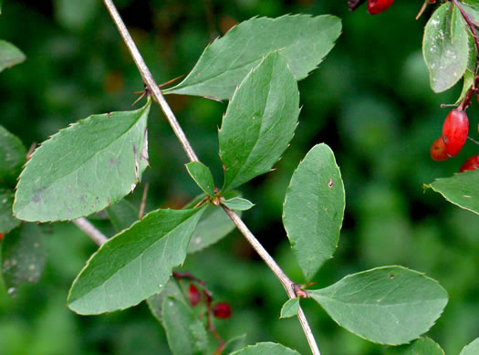 image of Berberis vulgaris, European Barberry, Common Barberry