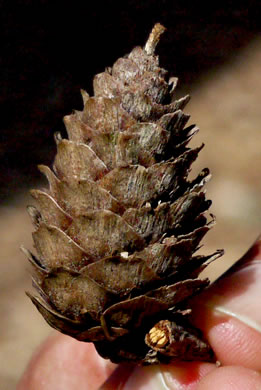 Larix decidua, European Larch