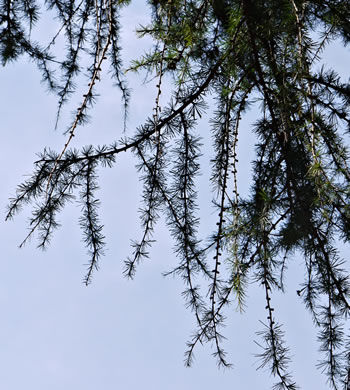 image of Larix decidua, European Larch