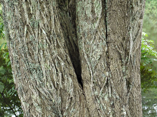 image of Juglans cinerea, Butternut, White Walnut