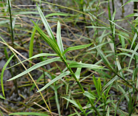 image of Dulichium arundinaceum var. arundinaceum, Threeway Sedge