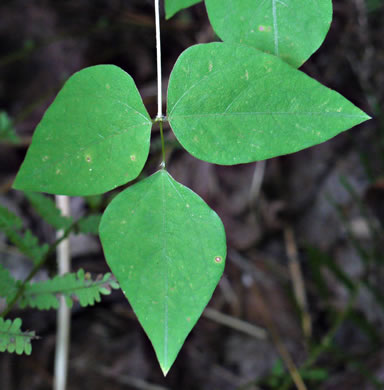 Amphicarpaea bracteata +, American Hog-peanut