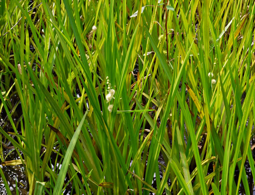 image of Sparganium americanum, American Bur-reed