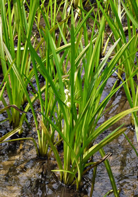 image of Sparganium americanum, American Bur-reed