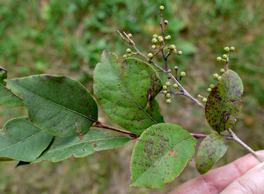 image of Lyonia ligustrina var. ligustrina, Northern Maleberry, He-huckleberry