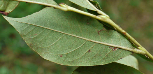 image of Lyonia ligustrina var. ligustrina, Northern Maleberry, He-huckleberry