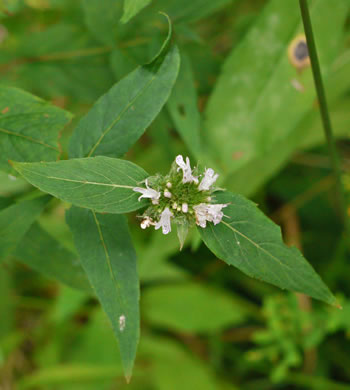 image of Pycnanthemum montanum, Appalachian Mountain-mint, Thinleaf Mountain-mint