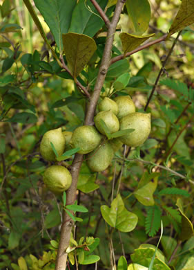 image of Asimina parviflora, Small-flowered Pawpaw, Small-fruited Pawpaw, Dwarf Pawpaw