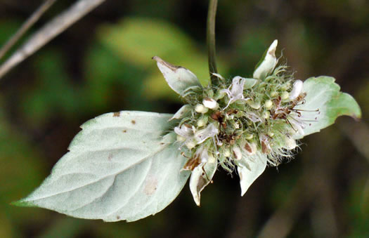 image of Pycnanthemum incanum +, Hoary Mountain-mint, White Mountain-mint