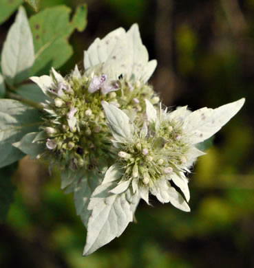 image of Pycnanthemum incanum +, Hoary Mountain-mint, White Mountain-mint