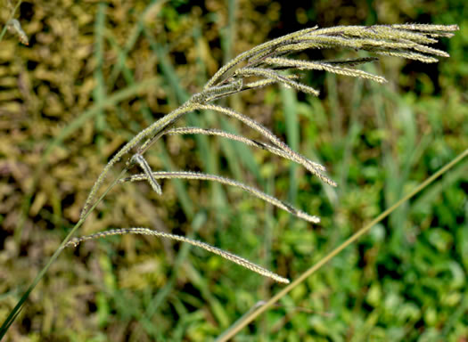 image of Paspalum urvillei, Vasey Grass