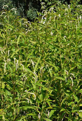 image of Persicaria lapathifolia, Dockleaf Smartweed, Willow-weed, Pale Smartweed