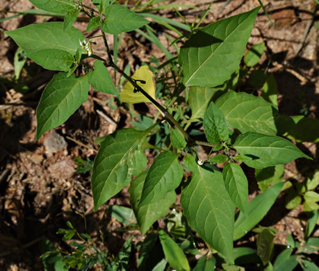 image of Solanum emulans, Eastern Black Nightshade