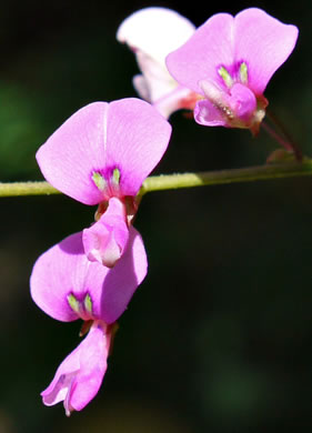 image of Desmodium laevigatum, Smooth Tick-trefoil